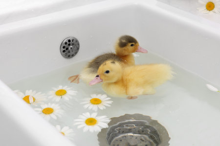 Cute fluffy ducklings swimming in sink with chamomiles indoors. Baby animalsの写真素材