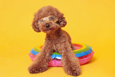 Cute Maltipoo dog with inflatable ring and swimming goggles on orange backgroundの写真素材