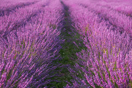 View of beautiful blooming lavender growing in fieldの写真素材