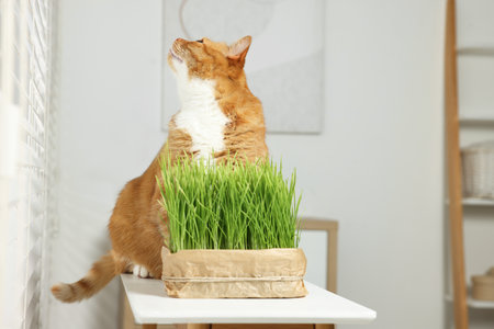 Cute ginger cat and potted green grass on white table indoors, space for textの写真素材