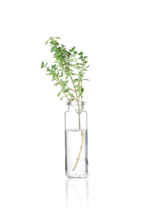 Bottle with essential oil and thyme isolated on whiteの写真素材