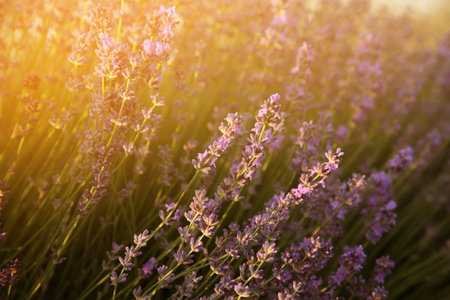 Beautiful lavender meadow on sunny morning, selective focusの写真素材