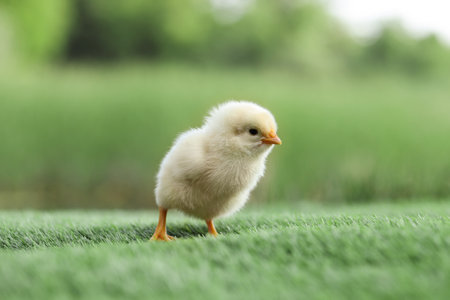 Cute chick on green artificial grass outdoors, closeup. Baby animalの写真素材