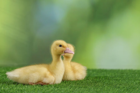Cute fluffy ducklings on artificial grass against blurred background, closeup with space for text. Baby animalsの写真素材