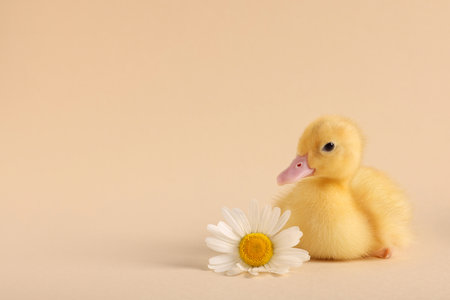 Baby animal. Cute fluffy duckling near flower on beige background, space for textの写真素材
