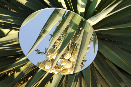 Round mirror on beautiful plant reflecting flowers and skyの写真素材