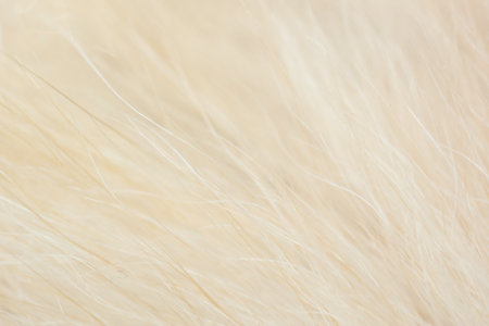 Texture of dog fur as background. Macro photography