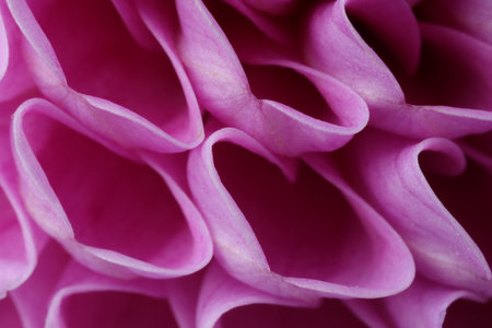 Beautiful Dahlia flower with pink petals as background, macro