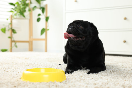 Cute Pug dog eating from plastic bowl in room, space for textの写真素材