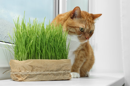 Cute ginger cat near green grass on windowsill indoorsの写真素材