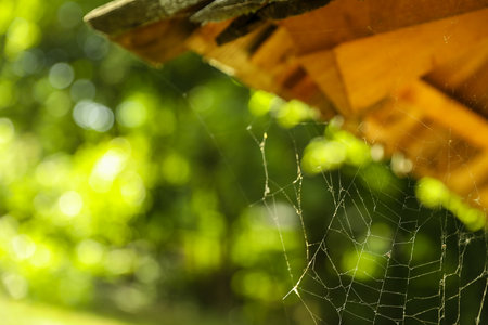 Cobweb on wooden building outdoors, closeup. Space for textの写真素材