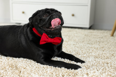 Cute Pug dog with red bow tie on neck in room, space for textの写真素材