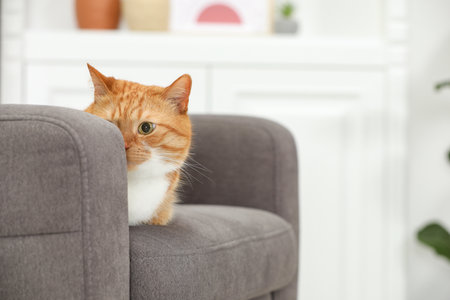 Cute ginger cat lying on armchair at home. Space for textの写真素材
