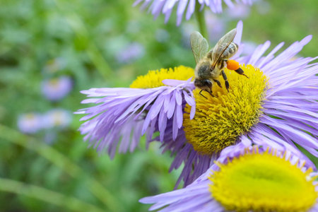 Honeybee collecting nectar from beautiful flower outdoors, closeup. Space for text