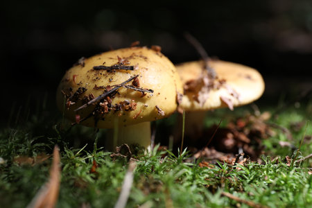 Closeup view of mushrooms growing in forest