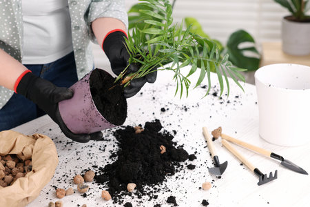Woman in gloves transplanting houseplant at white table, closeupの写真素材