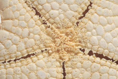 Macro photo of beautiful starfish as backgroundの写真素材