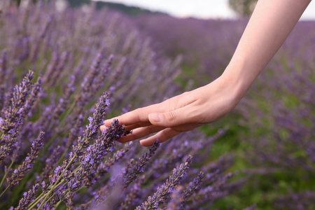 Woman touching beautiful lavender in field, closeupの写真素材