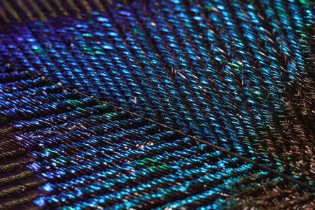 Texture of beautiful peacock feather as background, macro viewの写真素材