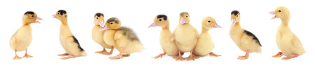 Collage with cute fluffy ducklings on white background. Baby animalの写真素材