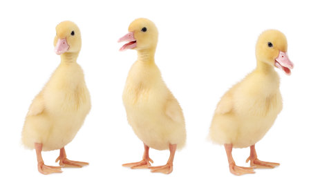 Collage with cute fluffy ducklings on white background. Baby animalの写真素材