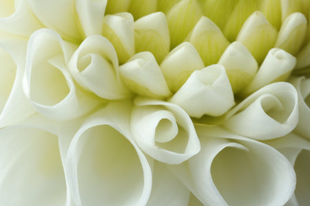 One beautiful white flower as background, macroの写真素材