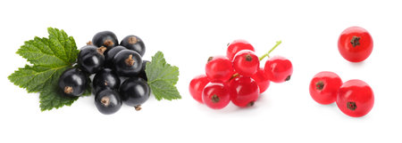 Set with black and red currents isolated on whiteの写真素材