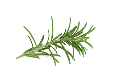 Sprig of fresh rosemary isolated on whiteの写真素材