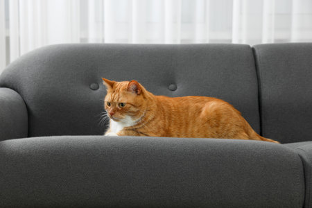 Cute ginger cat lying on sofa at homeの写真素材
