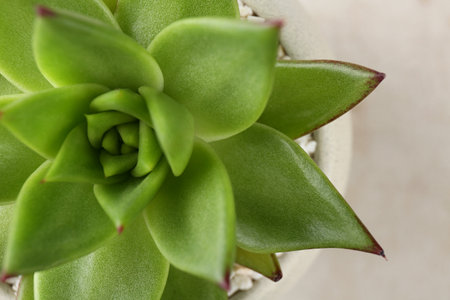 Beautiful succulent plant in pot on light background, closeupの写真素材