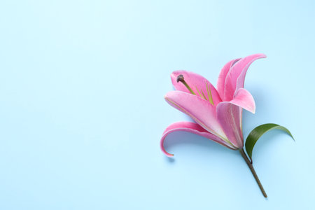Beautiful pink lily flower on light blue background, top view. Space for textの写真素材