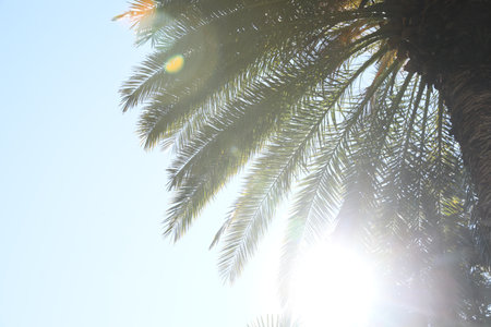 Beautiful palm tree against clear sky, low angle viewの写真素材