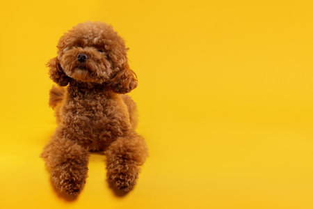Cute Maltipoo dog on orange background, space for text. Lovely petの写真素材