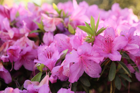 Beautiful Rhododendron bush with pink flowers growing outdoors, closeupの写真素材