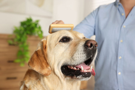 Woman brushing cute Labrador Retriever dog at home, closeupの写真素材
