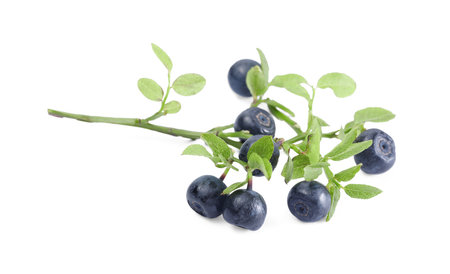 Branch with ripe bilberries and green leaves isolated on whiteの写真素材