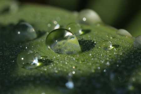 Water drops on green leaf as background, macro viewの写真素材