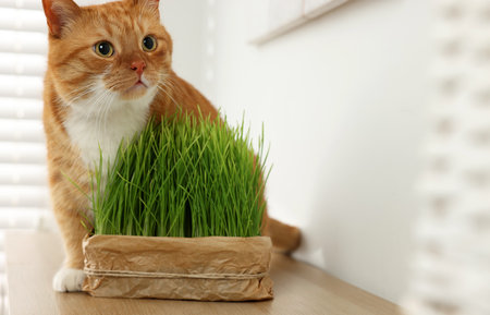 Cute ginger cat near potted green grass on wooden table indoors, space for textの写真素材