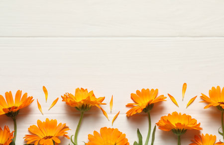 Beautiful fresh calendula flowers on white wooden table, flat lay. Space for textの写真素材