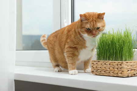 Cute ginger cat near green grass on windowsill indoorsの写真素材