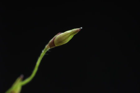 Macro photo of beautiful flower bud on black background. Space for textの写真素材