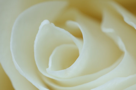 Beautiful rose with white petals as background, macro viewの写真素材