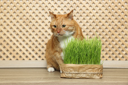 Cute ginger cat near potted green grass on wooden tableの写真素材