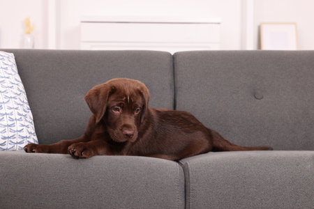 Cute chocolate Labrador Retriever puppy on sofa at home. Lovely petの写真素材