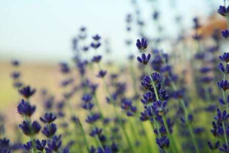 Beautiful blooming lavender growing in field, closeupの写真素材