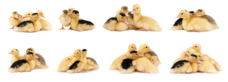 Collage with cute fluffy ducklings on white background. Baby animalの写真素材