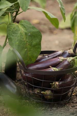 Fresh ripe eggplants in metal basket outdoorsの写真素材