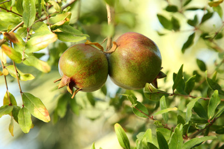 Pomegranates on tree branch in garden outdoorsの写真素材