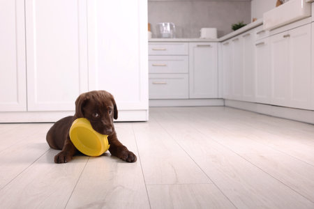 Cute chocolate Labrador Retriever puppy gnawing feeding bowl on floor in kitchen, space for text. Lovely petの写真素材