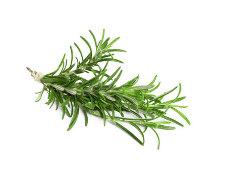 Sprig of fresh rosemary isolated on whiteの写真素材